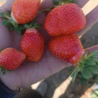 زمین آماده گلخانه ای  جهت مشارکت