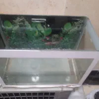 اکواریوم