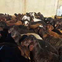 بره نر درجه یک جفتی 110کیلو