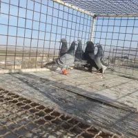 کبوتر بوم پرشی دانه ۲۵۰|پرنده|چناران, |دیوار