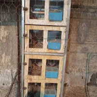 فروش جفت دونی چهار طبق|لوازم جانبی حیوانات|شیراز, شهرک مهرگان|دیوار