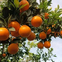 پرتقال تامسون ناول درجه ۱|خوردنی و آشامیدنی|دالخانی, |دیوار