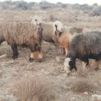 43راس میش  دوبهر بختیاری ابستن   بایک قوچ