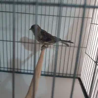 قناری نروماده سرخ|پرنده|تهران, جیحون|دیوار