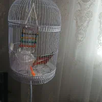 قفس ایستاده