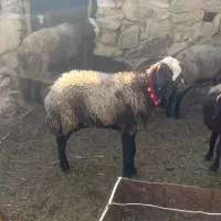 میش و بره های نژاد اصیل شال و افشار