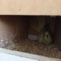 عروس هلندی میخواد تخم کنه|پرنده|گنبد کاووس, |دیوار