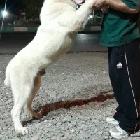 توله سگ آلابای
