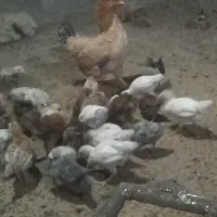 جوجه محلی زیر مرغی.