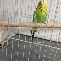 مرغ عشق انگلیسی|پرنده|تهران, مشیریه|دیوار