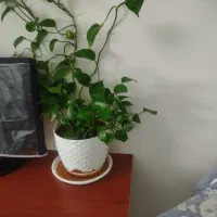 سه عدد گل طبیعی بفروش میرسد|گل و گیاه طبیعی|قم, پردیسان|دیوار