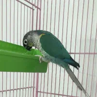 گرینچیک|پرنده|خمینی‌شهر, |دیوار