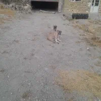 توله سگ سرابی