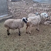 میش ابستن|حیوانات مزرعه|یزد, |دیوار