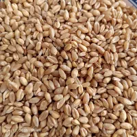 گندم پیشگام