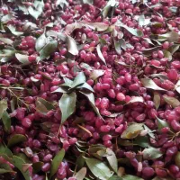 زرشک تازه فروش فوری|خوردنی و آشامیدنی|تربتحیدریه, بی بی حسنیه|دیوار