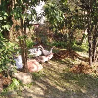 نداشتن موقعیت|حیوانات مزرعه|کومله, |دیوار