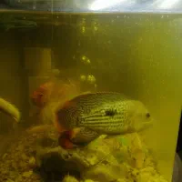 آکواریوم با ماهی زینتی