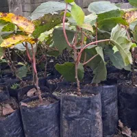 نهال کیوی تلخ|خدمات باغبانی و درختکاری|حویق, |دیوار