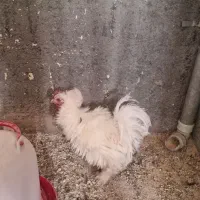 خروس زینتی جوان