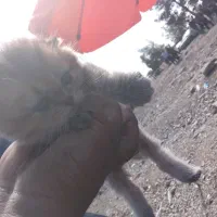 گربه