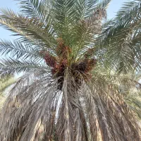 فروش دو عدد نخل