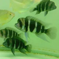 ماهی فرانتوزا