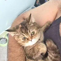 گربه بریتیش بلک گلد|گربه|ارومیه, |دیوار