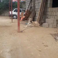 ماده سگ سرابی