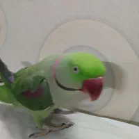 شاه طوطی نر|پرنده|تهران, مسگرآباد|دیوار