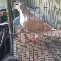 ساده ماده زرد