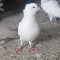 نرسفیدگم شده