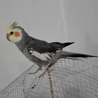 عروس هلندی نر سخنگو