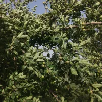 اجازه-خانه-در-سی-متری-کشتار-گاه