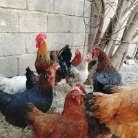 مرغ محلی تخم گزار