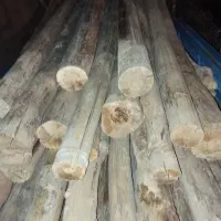 چوب سقفی کبوده