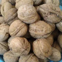 خرمای تازه.ابلیموتازه.انجیر.گردو|خوردنی و آشامیدنی|زارچ, |دیوار