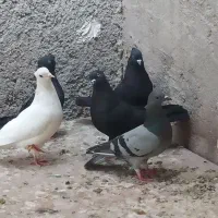 کبوتر سفید و سیاه|پرنده|خورموج, |دیوار