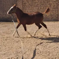 اسب