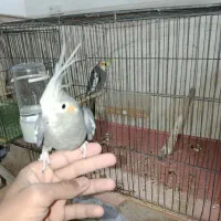 جفت عروس هلندی|پرنده|یزد, |دیوار