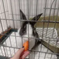 خرگوش|موش و خرگوش|پاکدشت, پاکدشت (مامازند)|دیوار