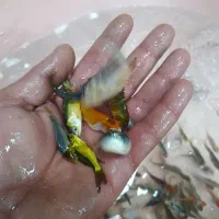 ماهی قرمز|ماهی|یزد, |دیوار