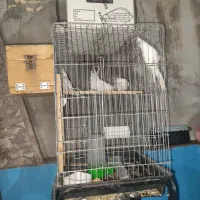 عروس هلندی آلبینو سفید ایزابلا و سفید خال خالی|پرنده|آبدانان, |دیوار