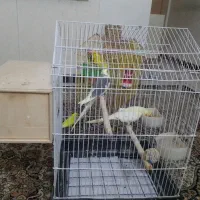 عروس هلندی|پرنده|تهران, نیروی دریایی|دیوار