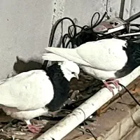 فروش یامعاوضه طوقی ماده