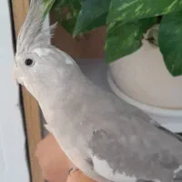 عروس هلندی ماده