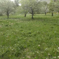 علف باغی آماده فروش بسته بندی سنتی