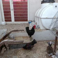 مرغ‌و‌خروس‌جوان