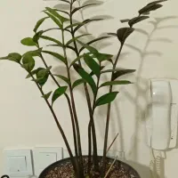 گل طبیعی اپارتمانی|گل و گیاه طبیعی|تهران, دژکام|دیوار