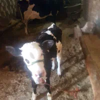 گاو و گوساله و گاو آبستن شیری جوان|حیوانات مزرعه|صحنه, |دیوار